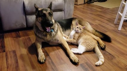 How a German Shepherd and a Kitten Became Best Friends (Part 3)