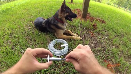 How to Build a Grape Trellis