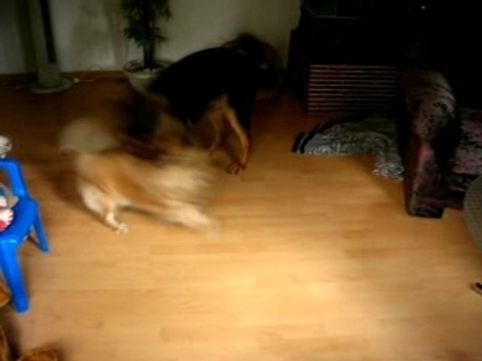 Meine hunde