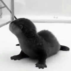 Adorable bébé loutre se balade sur la glace. Admirez !