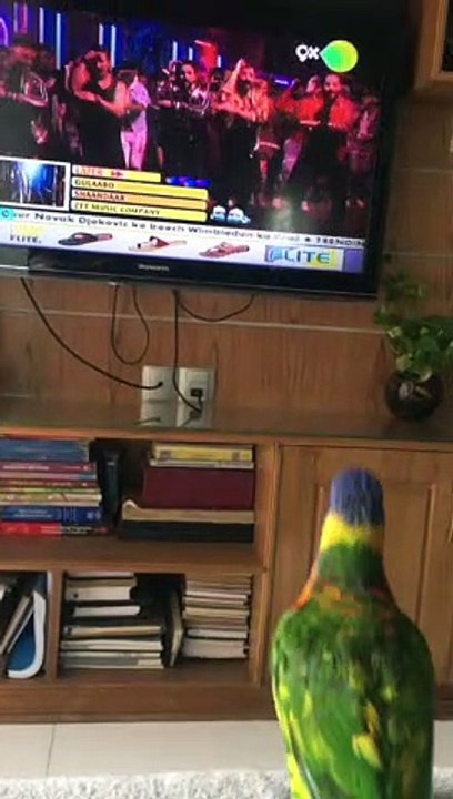 Birdie Bops Along to Favorite Song