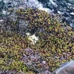 Un photographe rencontre un renard arctique blanc et sauvage au Groenland. Impressionnant !