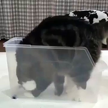 Cet sublime chatte a l'intention de se détendre dans cette boîte. Trop cute !