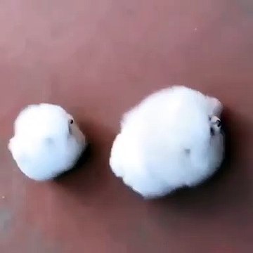 Ces deux boules de poils courant dans la rue sont trop adorables. Admirez !