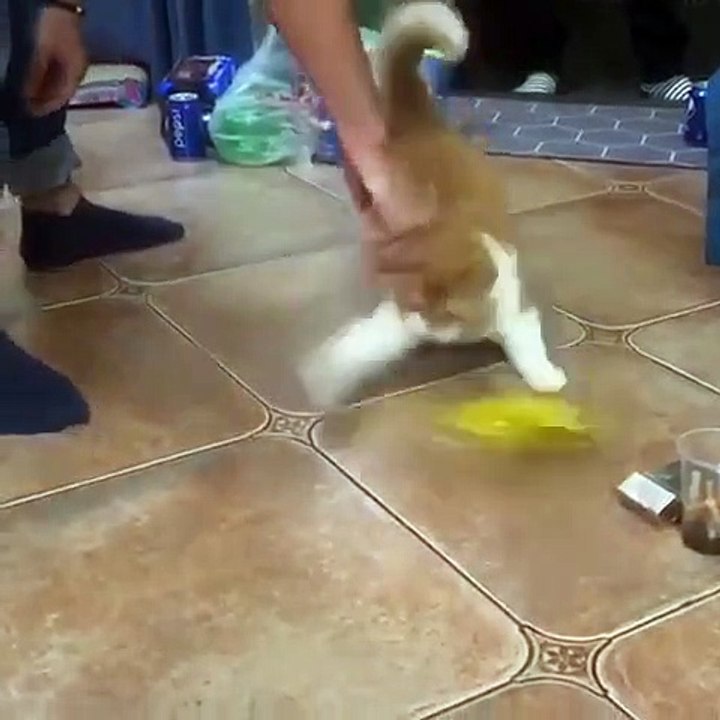 Ce chat est obsédé par un ballais jaune. Hilarant !