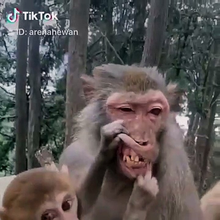 Quand un bébé singe essaie de faire sourire sa maman. Trop drôle !