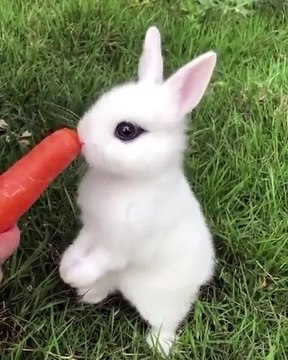 Trop mignon ! Admirez comment cette lapine croque dans la carotte !