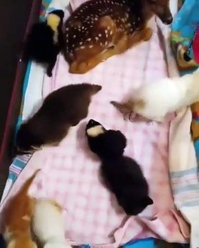 Un petit paradis ! Admirez ces différentes petites boules de poils entrain de s'amuser ensemble !