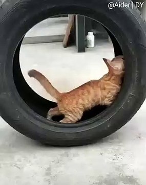Cette chatte brune adore jouer avec une roue. Trop cute !