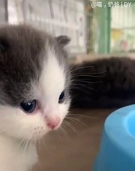 Regardez ce joli visage ! Ce chaton va vous faire craquer avec ses beaux yeux !