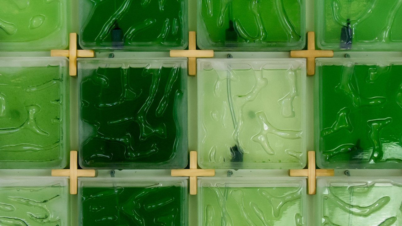 This wall-mounted farming kit lets you grow your own algae at home