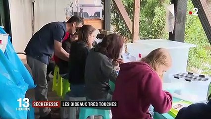 Sécheresse : la Ligue de protection soigne les oiseaux déshydratés