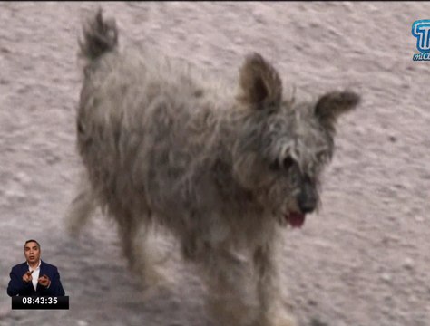 Más de 30 perros mueren en diferentes refugios tras ingerir alimentos envenenados