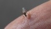 Investigadores brasileiros criam armadilha para mosquito do dengue
