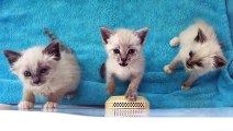 The loudest and cutest Siamese kittens ever