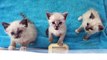 The loudest and cutest Siamese kittens ever