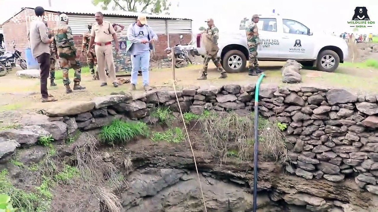 Drowning leopard jumps into wooden cage during rescue operation in India