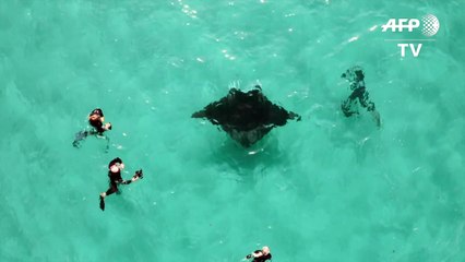 Verletzter Manta bittet Taucher um Hilfe