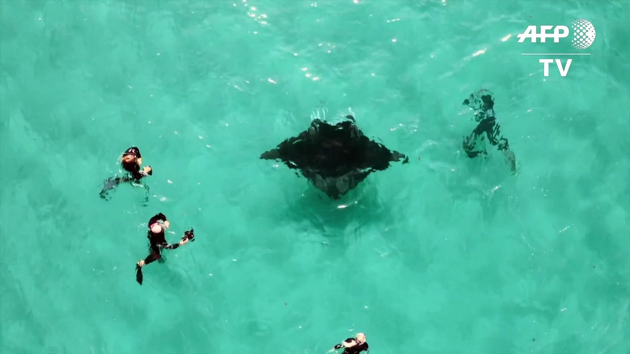 Verletzter Manta bittet Taucher um Hilfe