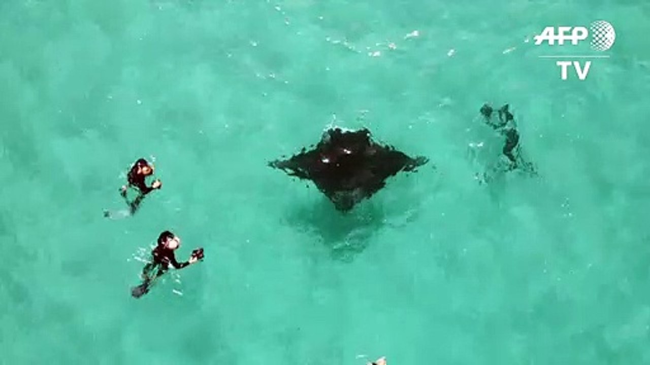 Verletzter Manta bittet Taucher um Hilfe