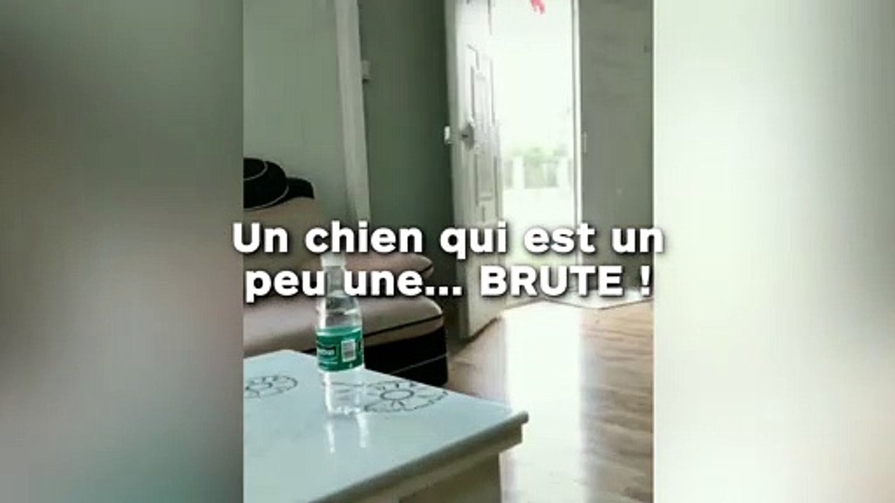 Un chien qui est un  peu une... BRUTE !