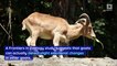 Goats Have Complex Social Lives, Study Finds