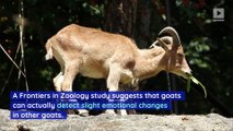 Goats Have Complex Social Lives, Study Finds