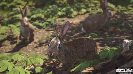 SCUM - Présentation des compétences d'archerie