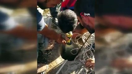 İtfaiyeciler yavru köpek için seferber oldu