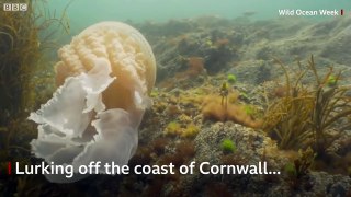 Giant jellyfish spotted by divers - BBC News