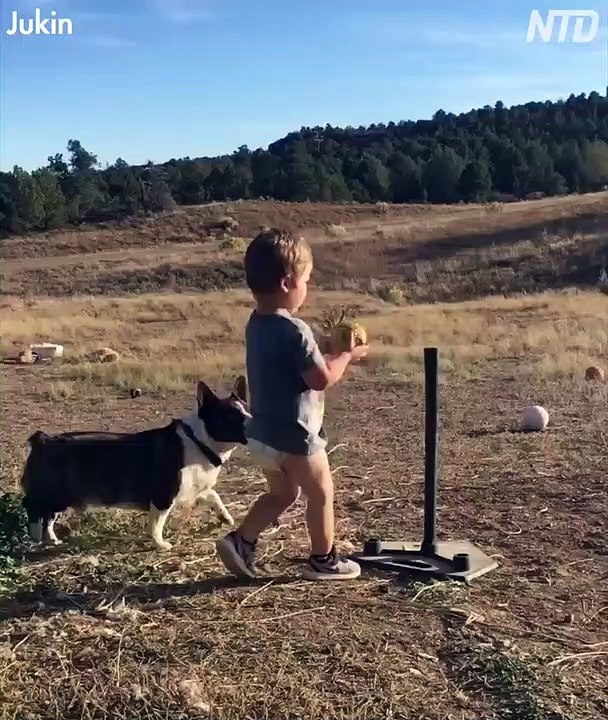 Corgy plays baseball with kid brother