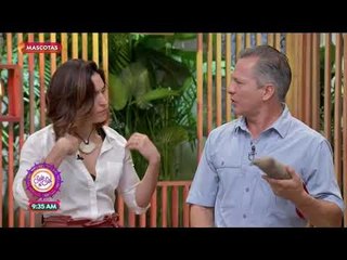 ¿Cómo adiestrar a un perro hiperactivo? | Sale el Sol