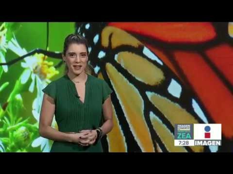 49 comunidades trabajan programas para el rescate de mariposas | Noticias con Francisco Zea