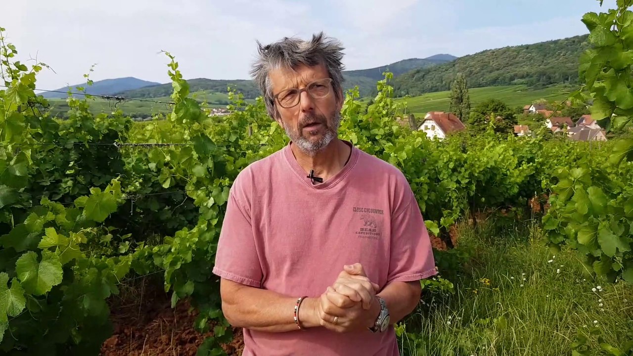 Grands crus d'Alsace : Le Zotzenberg