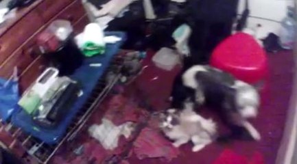 Video: Leeds vet guilty of neglect after 12 husky dogs found in cellar