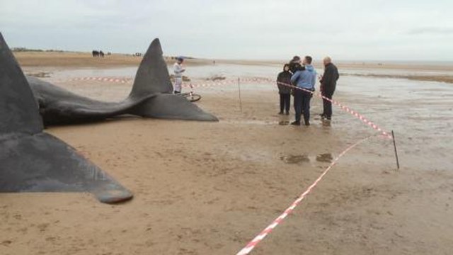 Whales washed up on beach