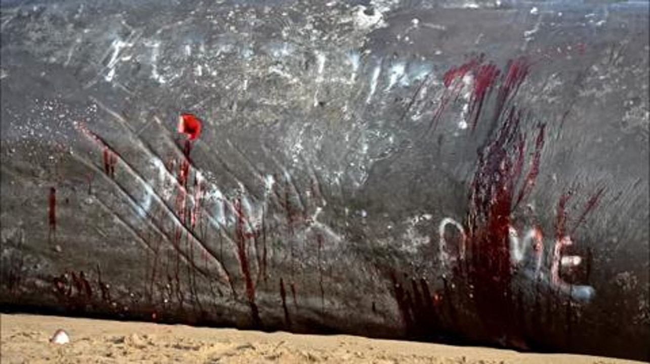 Whale autopsy