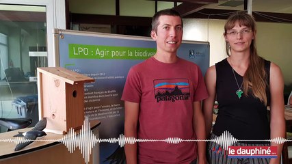 PODCAST Grêle, canicule : les populations d’oiseaux décimées