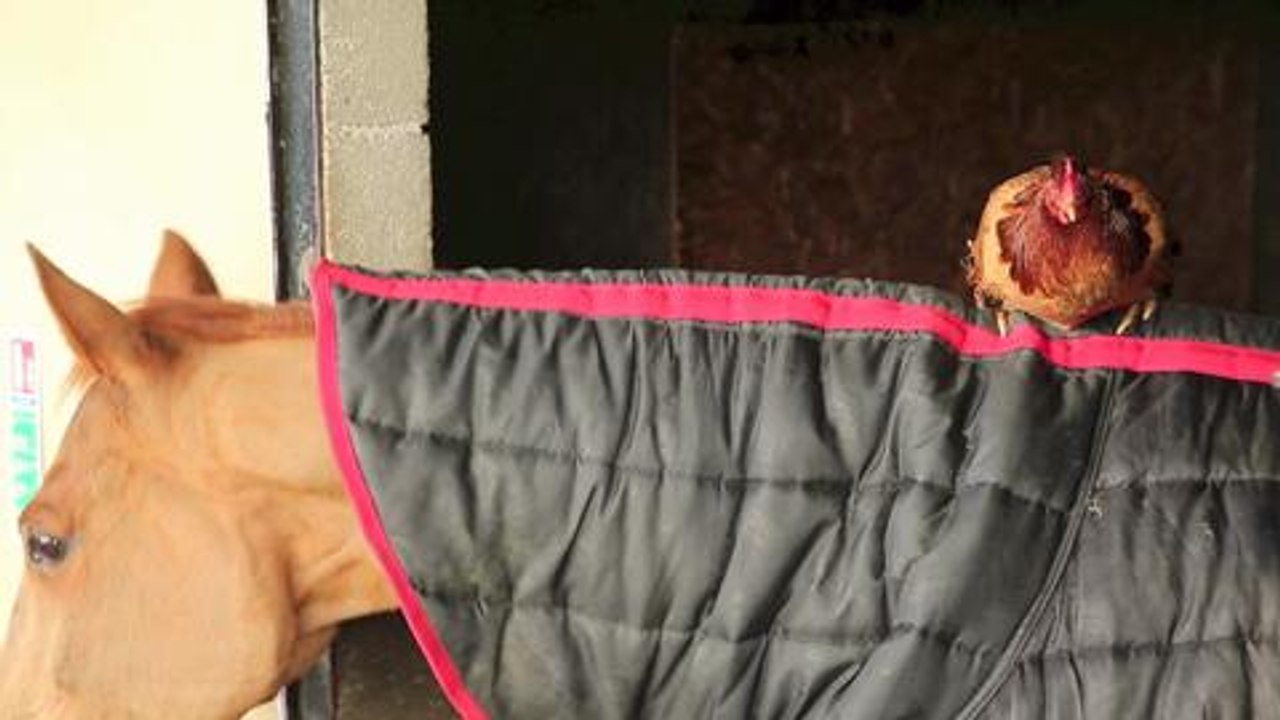 An ex-racing horse and a chicken have struck up a stable friendship