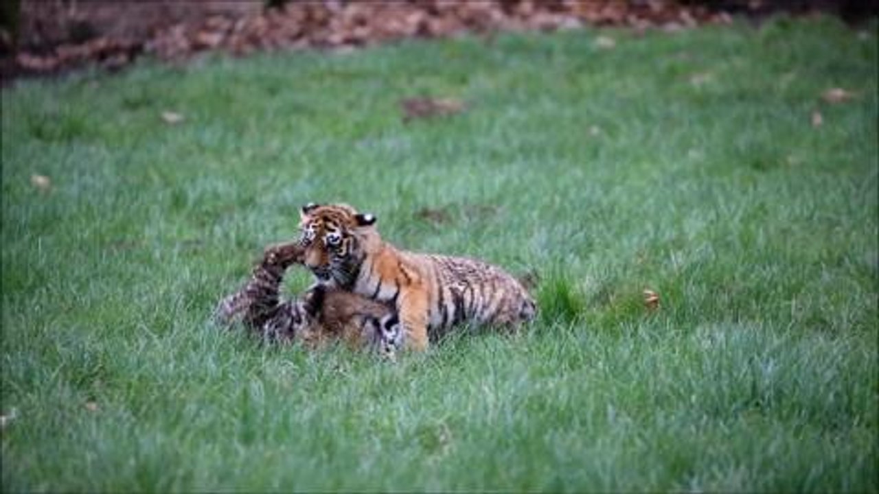 Tiger cubs at Woburn Safari