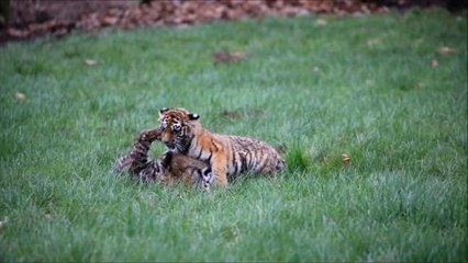 Tiger cubs at Woburn Safari