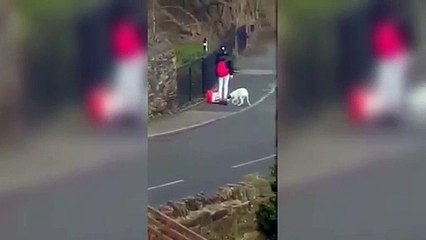 Woman filmed kicking dog on street