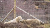Polar bears in Highlands