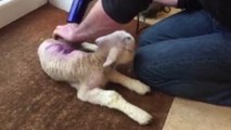 Farmer saves lamb to near death