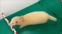 Fair to host Ferret event