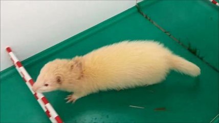Fair to host Ferret event