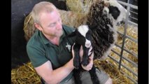 Huge lamb born at Notts farm