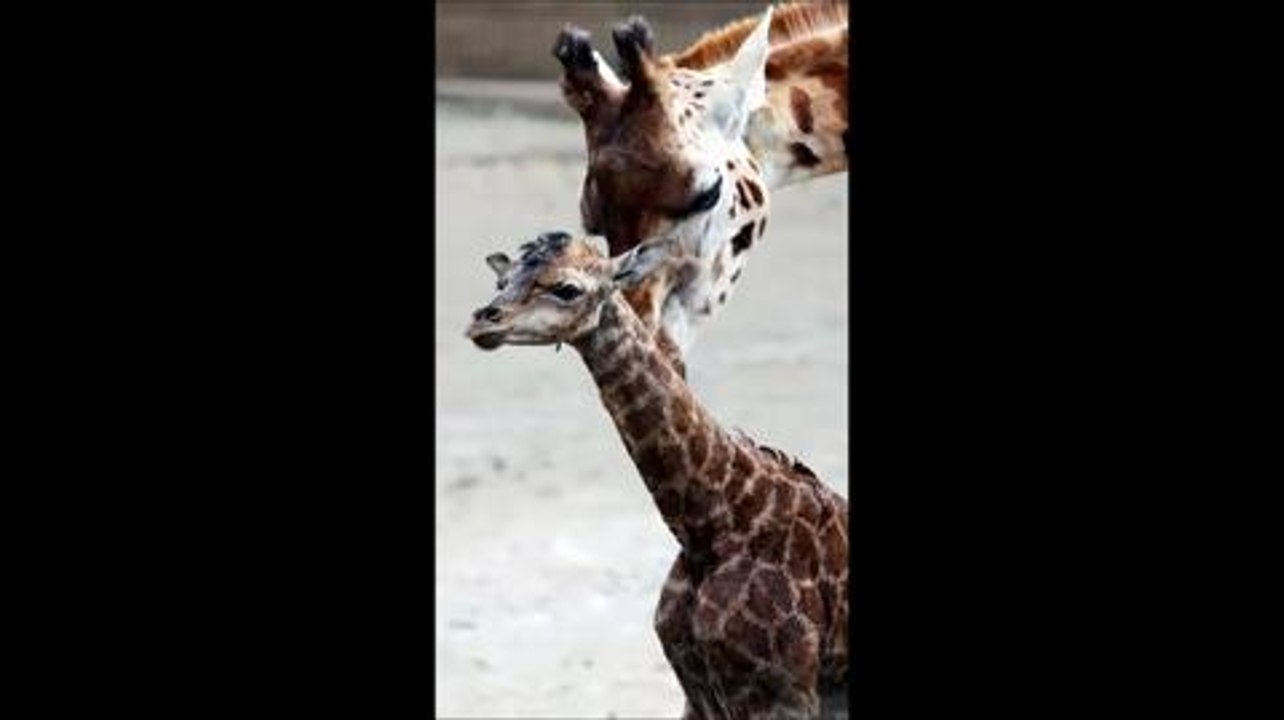 Baby giraffe born