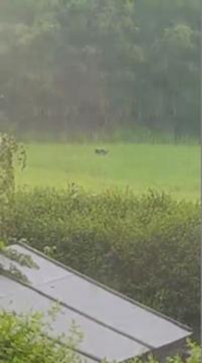 Panther sighting?