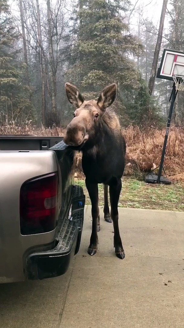 Moose Gives Complimentary Car Wash